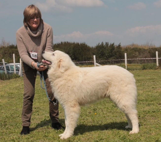 Allevamento del Montelarco - Cane da Pastore Maremmano Abruzzese