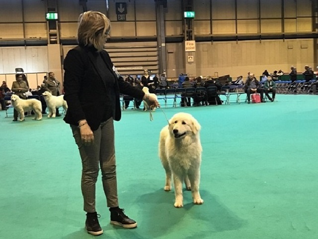 Ombra del Montelarco Crufts Winner together with Carina - Birmingham, UK