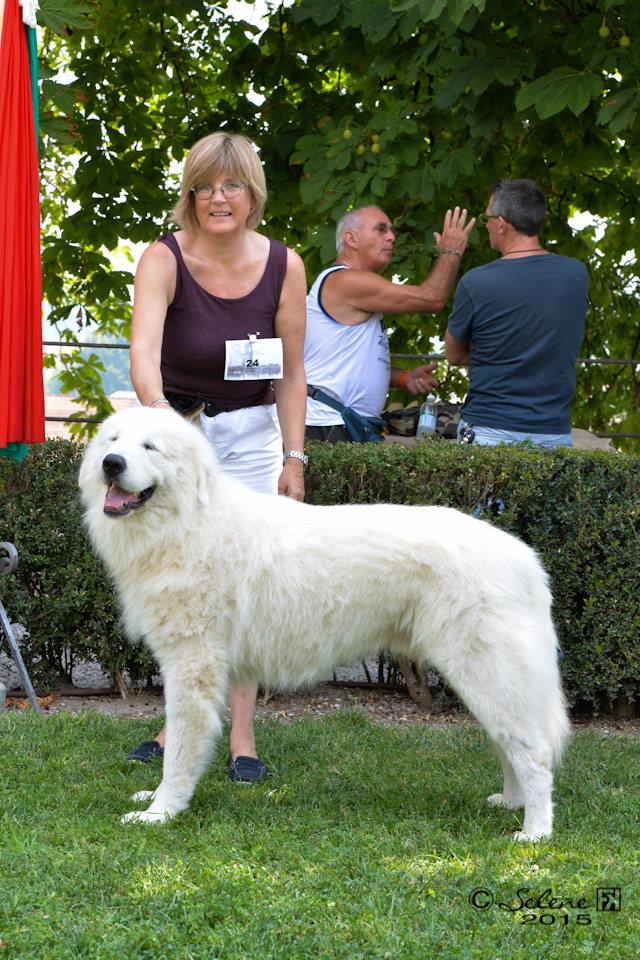 italian sheep dog breeds